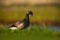 Brant or Brent Goose, Branta bernicla, black and white bird in the water, animal in the nature grass habitat, France Royalty Free Stock Photo