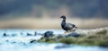 Brant or brent goose Branta bernicla is looking for a life partner during courtship