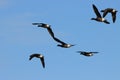 Brant Geese flying over Titchwell Marsh RSPB Royalty Free Stock Photo