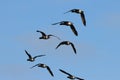 Brant Geese flying over Titchwell Marsh RSPB Royalty Free Stock Photo