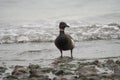 Brant feeding at seaside