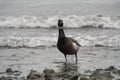 Brant feeding at seaside