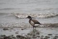 Brant feeding at seaside