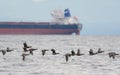 Brant flying and looking for food at seaside