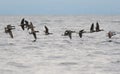 Brant flying and looking for food at seaside