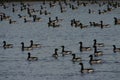 Brant geese Royalty Free Stock Photo