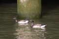 Brant Geese, Branta bernicla Royalty Free Stock Photo