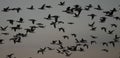 Brant geese in flight