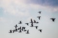 Brant Geese Royalty Free Stock Photo