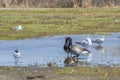 Brant Geese and Gulls in Tidal Estuaries