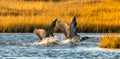 Brant Geese making a soft landing