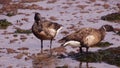 Brant Geese pair wading in tide pool