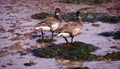 Brant Geese pair wading in tide pool