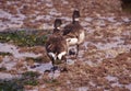 Brant Geese pair wading in tide pool