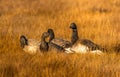 Brant Geese soaking up the Autumn Sun