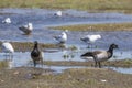 Brant Geese on Tidal Estuaries Royalty Free Stock Photo