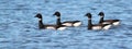 Brant Geese on the Water