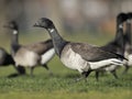 Brant goose