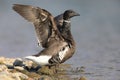 Brant goose Branta bernicla orientalis in Japan