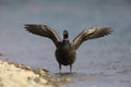 Brant goose Branta bernicla orientalis in Japan