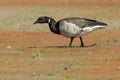 Brant Goose - Branta bernicla