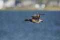 Brant goose in flight