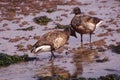 Brant Goose pair wading