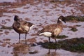 Brant Goose pair wading