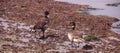 Brant Goose pair wading