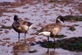 Brant Goose pair wading