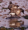 Brant Goose pair wading