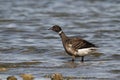 Brant Goose standing in shallow water near shore Royalty Free Stock Photo