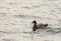 Brant Goose swimming in the sea