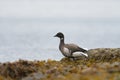 Brant looking for food at seaside