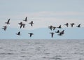 Brant looking for food at seaside