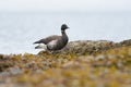 Brant looking for food at seaside