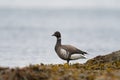 Brant looking for food at seaside