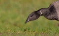 Branta bernicla / Brent Goose / Ringelgans