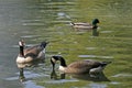 Branta canadensis, Canada gooses Royalty Free Stock Photo