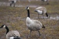 Branta canadensis