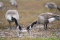 Branta canadensis