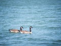 Branta canadensis. Two Canada geese on a lake in Devon, UK. Royalty Free Stock Photo