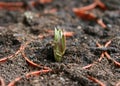 Braod Bean Seedling Royalty Free Stock Photo