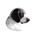 Braque d`Auvergne dog breed isolated on white background digital art illustration. Type of hunting dog profile view, short, gloss