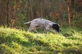 Braque d'Auvergne Hunting dog in action