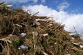 Brash Wood for Biomass Royalty Free Stock Photo