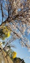 Brasilia in winter, capital of Brazil