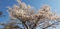 Brasilia in winter, capital of Brazil