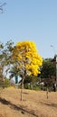 Brasilia in winter, capital of Brazil