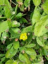 Brasiliopuntia is a genus of plants in the cactus family.